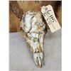 Image 5 : 4x4 Whitetail Antlers On Reproduction Skull