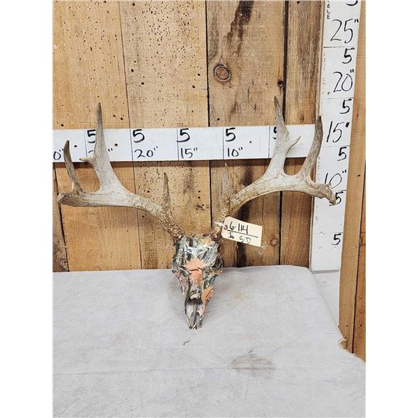 4x4 Whitetail Antlers On Reproduction Skull