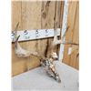 Image 3 : 4x4 Whitetail Antlers On Reproduction Skull