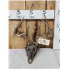 Image 1 : 5x5 Whitetail Antlers With Metal Mask Plaque