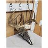 Image 2 : 5x5 Whitetail Antlers With Metal Mask Plaque