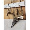 Image 3 : 5x5 Whitetail Antlers With Metal Mask Plaque