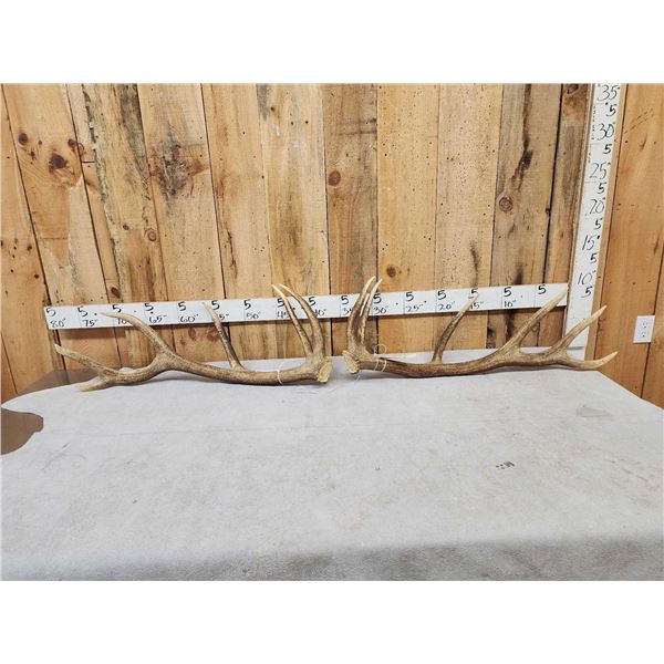 Set Of 6x6 Elk Shed Antlers