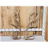 Image 4 : Set Of 6x6 Elk Shed Antlers