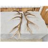 Image 5 : Set Of 6x6 Elk Shed Antlers