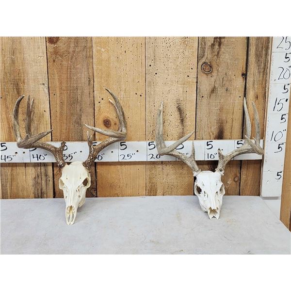 2 Sets Of Whitetail Antlers On Skulls