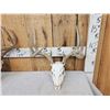 Image 2 : 2 Sets Of Whitetail Antlers On Skulls