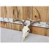 Image 3 : 2 Sets Of Whitetail Antlers On Skulls