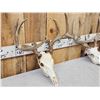 Image 4 : 2 Sets Of Whitetail Antlers On Skulls