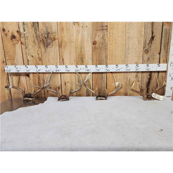 4 Sets Of Whitetail Antlers On Skull Plate