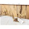 Image 2 : 4 Sets Of Whitetail Antlers On Skull Plate