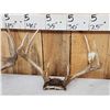 Image 3 : 4 Sets Of Whitetail Antlers On Skull Plate