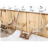Image 4 : 4 Sets Of Whitetail Antlers On Skull Plate
