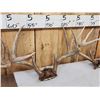 Image 5 : 4 Sets Of Whitetail Antlers On Skull Plate