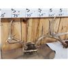 Image 7 : 4 Sets Of Whitetail Antlers On Skull Plate