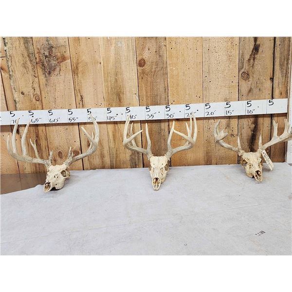 3 Sets Of Whitetail Antlers On Skulls