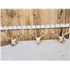 Image 1 : 3 Sets Of Whitetail Antlers On Skulls