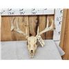 Image 2 : 3 Sets Of Whitetail Antlers On Skulls