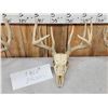 Image 3 : 3 Sets Of Whitetail Antlers On Skulls