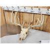 Image 4 : 3 Sets Of Whitetail Antlers On Skulls