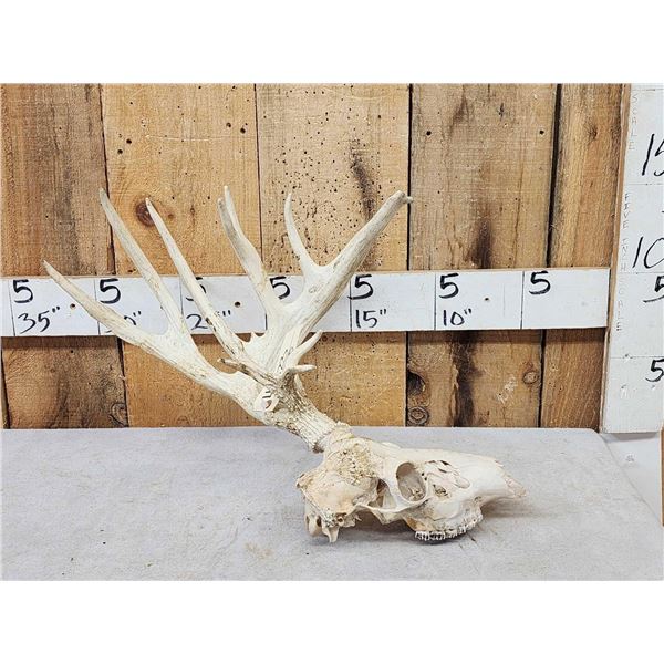 Half Shed Whitetail Skull
