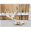 Image 1 : Half Shed Whitetail Skull