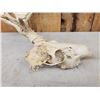 Image 3 : Half Shed Whitetail Skull