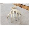 Image 4 : Half Shed Whitetail Skull