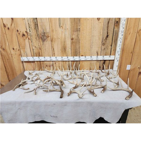 26.2 Lbs Of Whitetail Shed Antlers