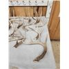Image 2 : 26.2 Lbs Of Whitetail Shed Antlers