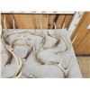 Image 3 : 26.2 Lbs Of Whitetail Shed Antlers