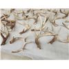 Image 4 : 26.2 Lbs Of Whitetail Shed Antlers