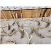 Image 5 : 26.2 Lbs Of Whitetail Shed Antlers