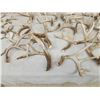 Image 6 : 26.2 Lbs Of Whitetail Shed Antlers