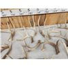 Image 7 : 26.2 Lbs Of Whitetail Shed Antlers