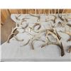 Image 8 : 26.2 Lbs Of Whitetail Shed Antlers