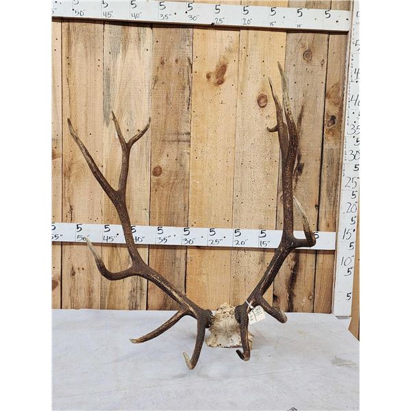 6x6 Elk Antlers On Skull Plate