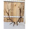 Image 1 : 6x6 Elk Antlers On Skull Plate