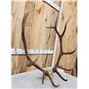 Image 2 : 6x6 Elk Antlers On Skull Plate