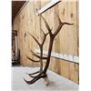 Image 3 : 6x6 Elk Antlers On Skull Plate