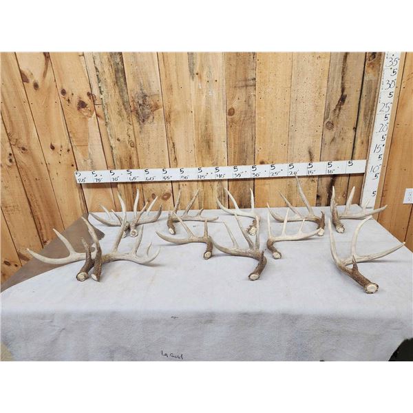 20.6 Lbs Of Whitetail Shed Antlers
