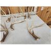 Image 3 : 20.6 Lbs Of Whitetail Shed Antlers