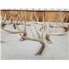 Image 4 : 20.6 Lbs Of Whitetail Shed Antlers