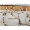 Image 5 : 20.6 Lbs Of Whitetail Shed Antlers