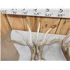 Image 6 : 20.6 Lbs Of Whitetail Shed Antlers