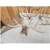 Image 7 : 20.6 Lbs Of Whitetail Shed Antlers