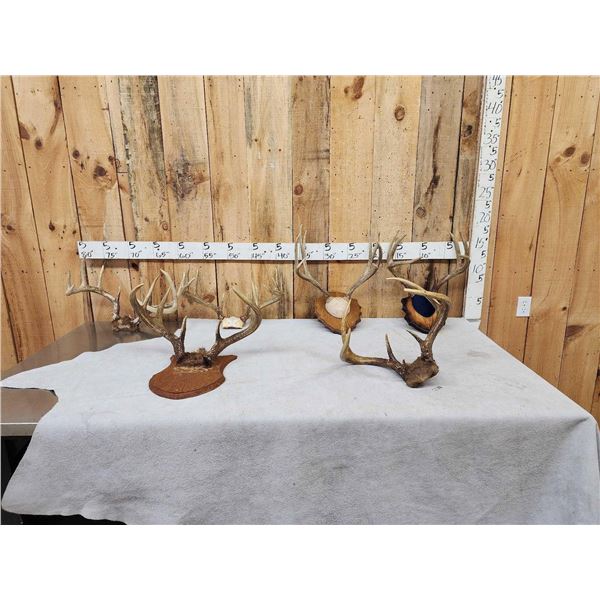 6 Sets Of Deer Antlers