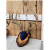 Image 2 : 6 Sets Of Deer Antlers