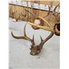Image 3 : 6 Sets Of Deer Antlers
