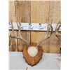 Image 4 : 6 Sets Of Deer Antlers